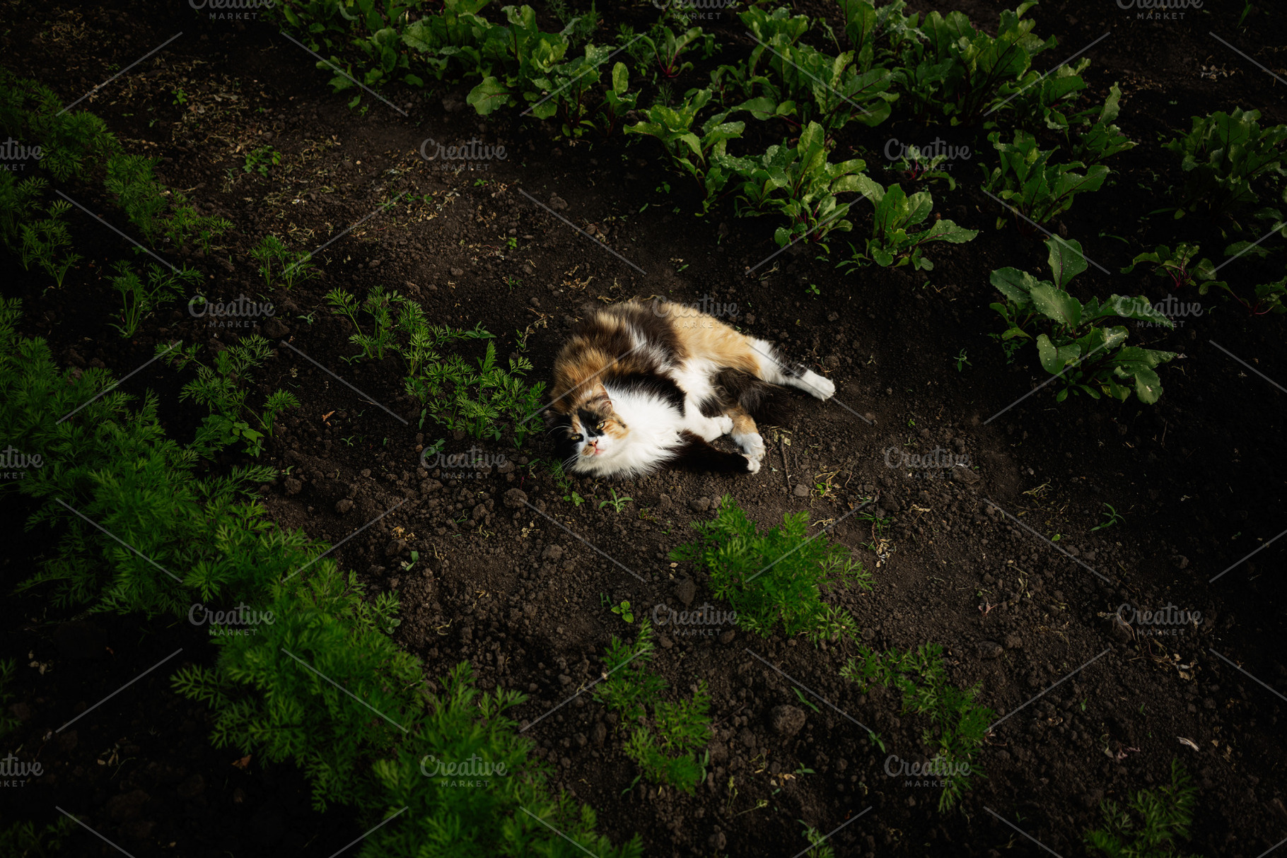Calico cat relaxing in a vegetable garden surrounded by soil and plants, a Photo by AS photostudio