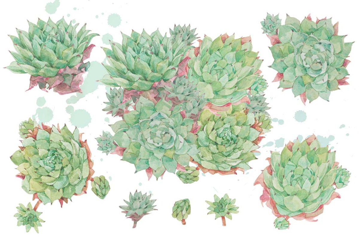 Succulents-single species package, a Work Illustration by watercolorwild.graphics (Photo 7 of 8)