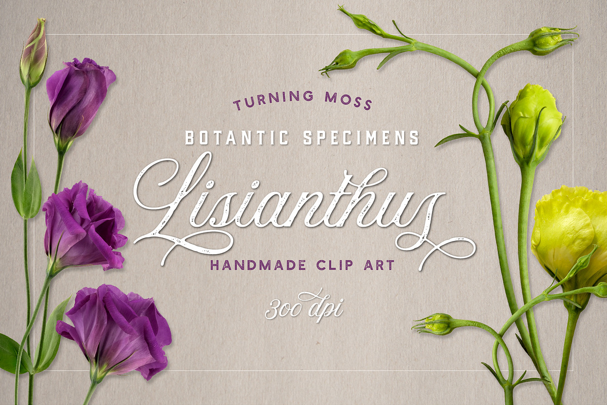 Lisianthus Blooms Realistic Flowers, an Object Graphic by Turning Moss (Photo 8 of 8)