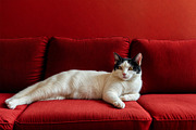 Cats On Red Sofa, an Animal Illustration by StockVerse Creative (Thumbnail 4 of 4)