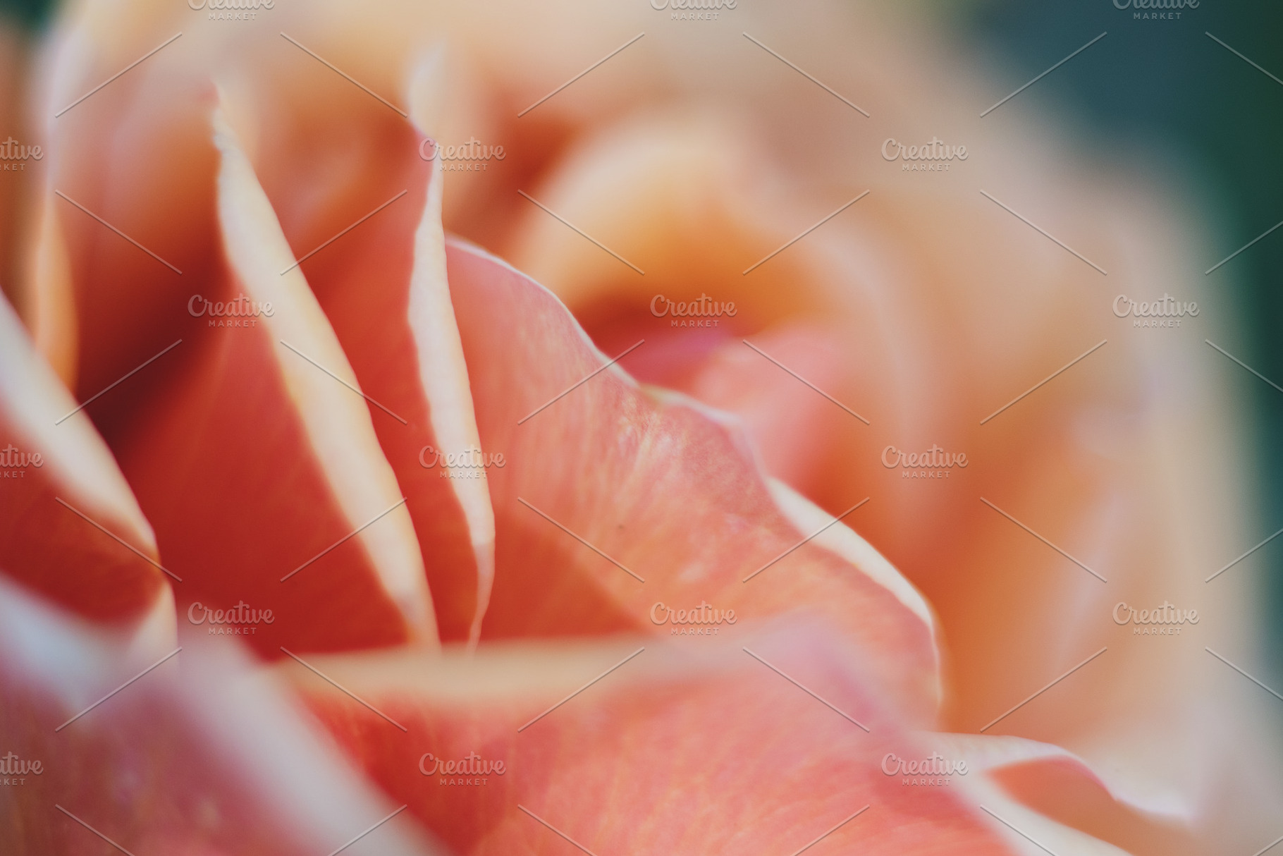Soft Peach Rose Closeup Photo, a Nature Photo by René Jordaan Photography
