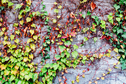Grey brick wall with plants around, an Abstract Photo by José Manuel Gelpi