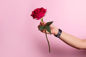 A single red rose held by a hand against a soft pink background,, a Nature Photo by Ales Munt