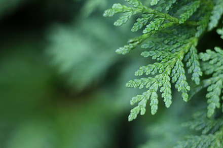 Green leaves for background, a Background Photo by Sir13