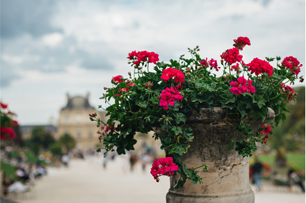Summer flowers in Luxembourg garden