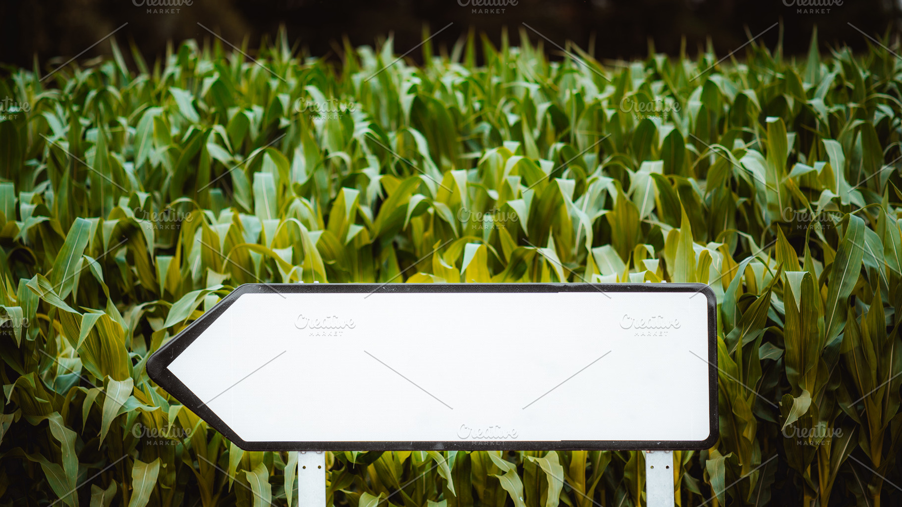 Blank arrow sign mockup in cornfield, a Photo by SkyNext