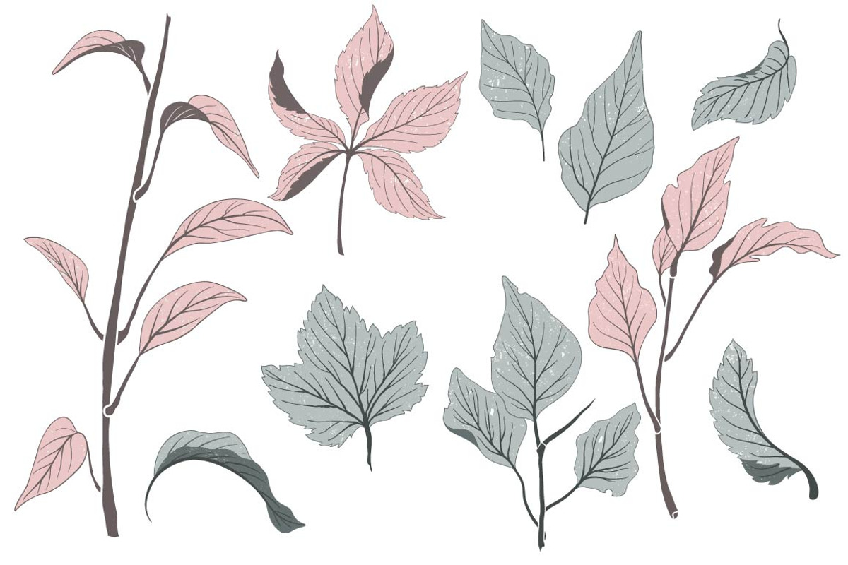 Botanical vector elements, an Object Graphic by Solana (Photo 2 of 3)