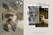 Flower Petal Textures & Foil Overlay, a Texture Graphic by Oksana Trygub (Thumbnail 13 of 28)