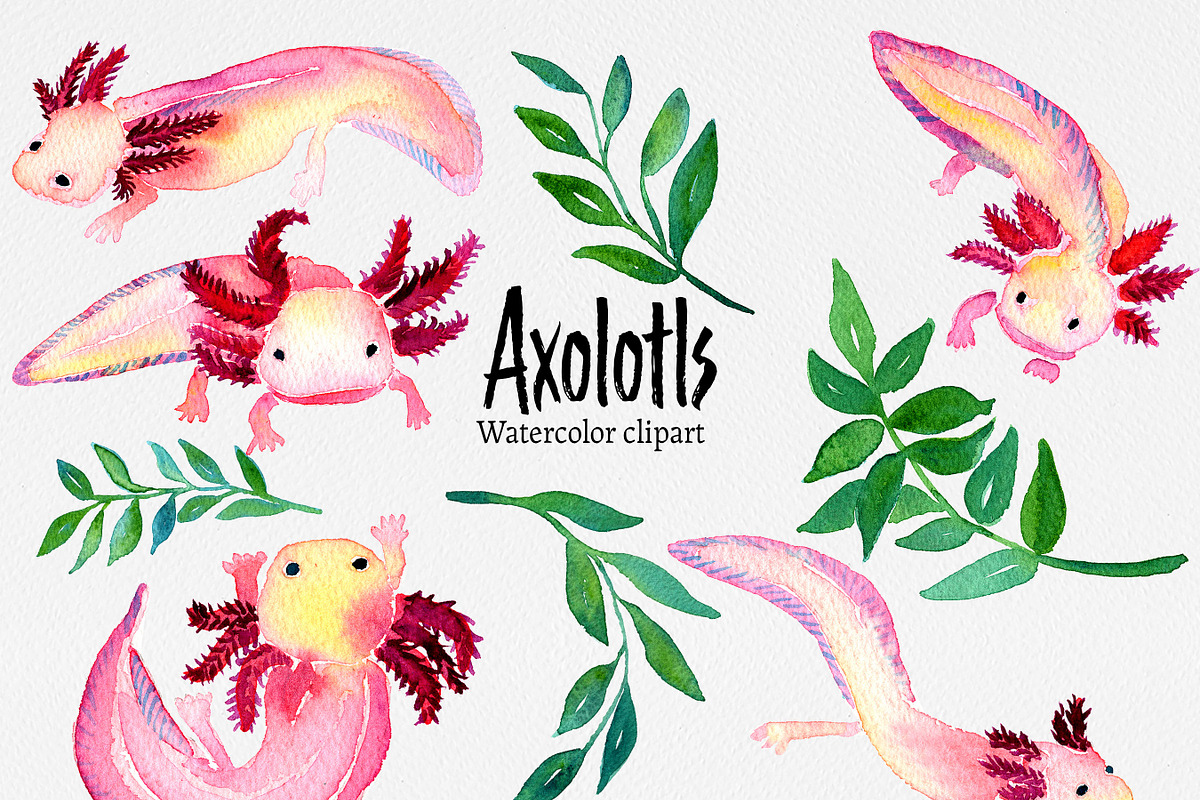 Clip art: Axolotl watercolor, an Animal Illustration by SandraGraphicDesign (Photo 6 of 6)