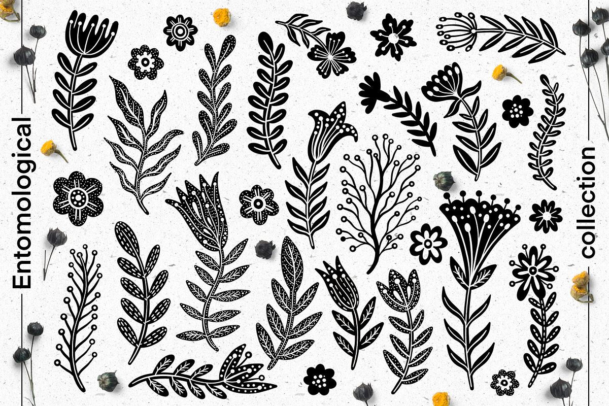Entomological collection insect, a Decorative Illustration by Moonflora (Photo 11 of 13)