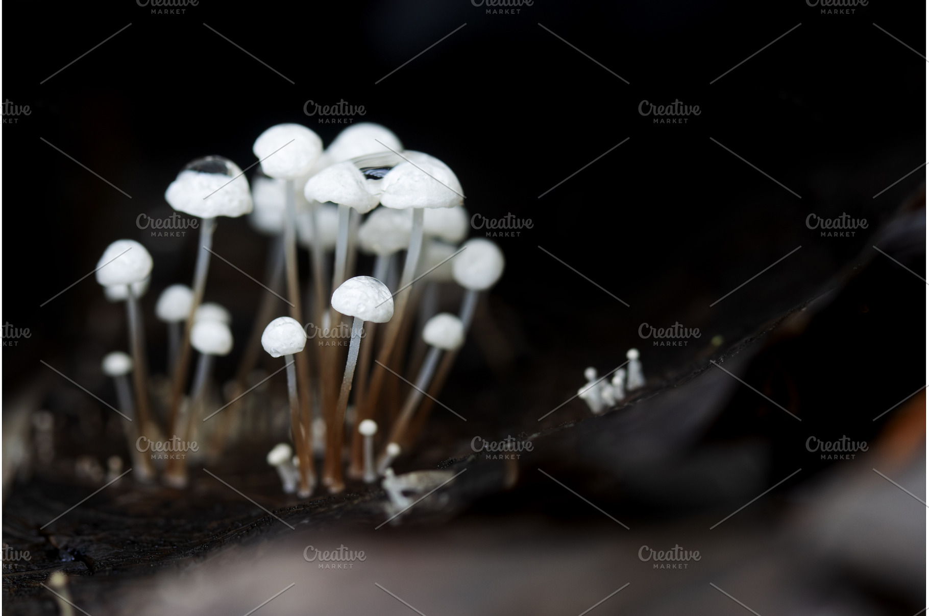 Macro shot of small white mushrooms, an Animal Photo by Pakosta