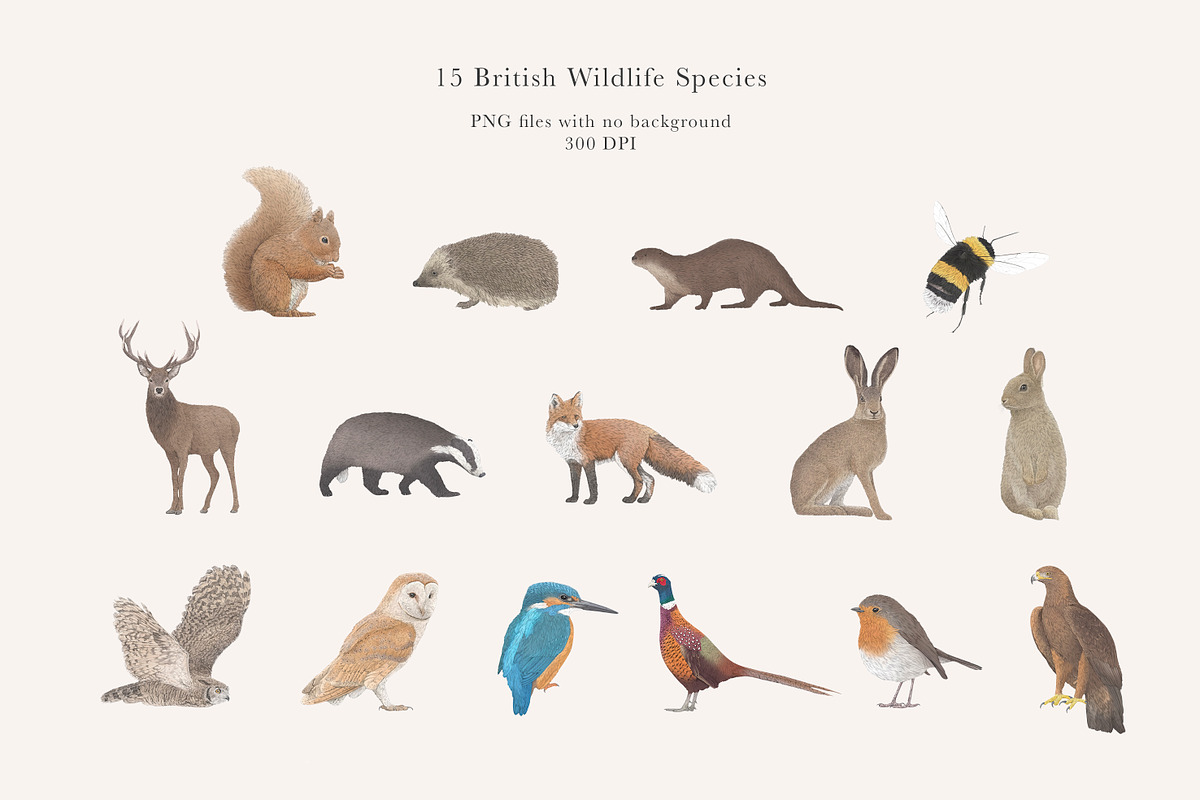 British Wildlife Species Set - PNGs, an Animal Illustration by LaurenFittonIllustration (Photo 3 of 10)