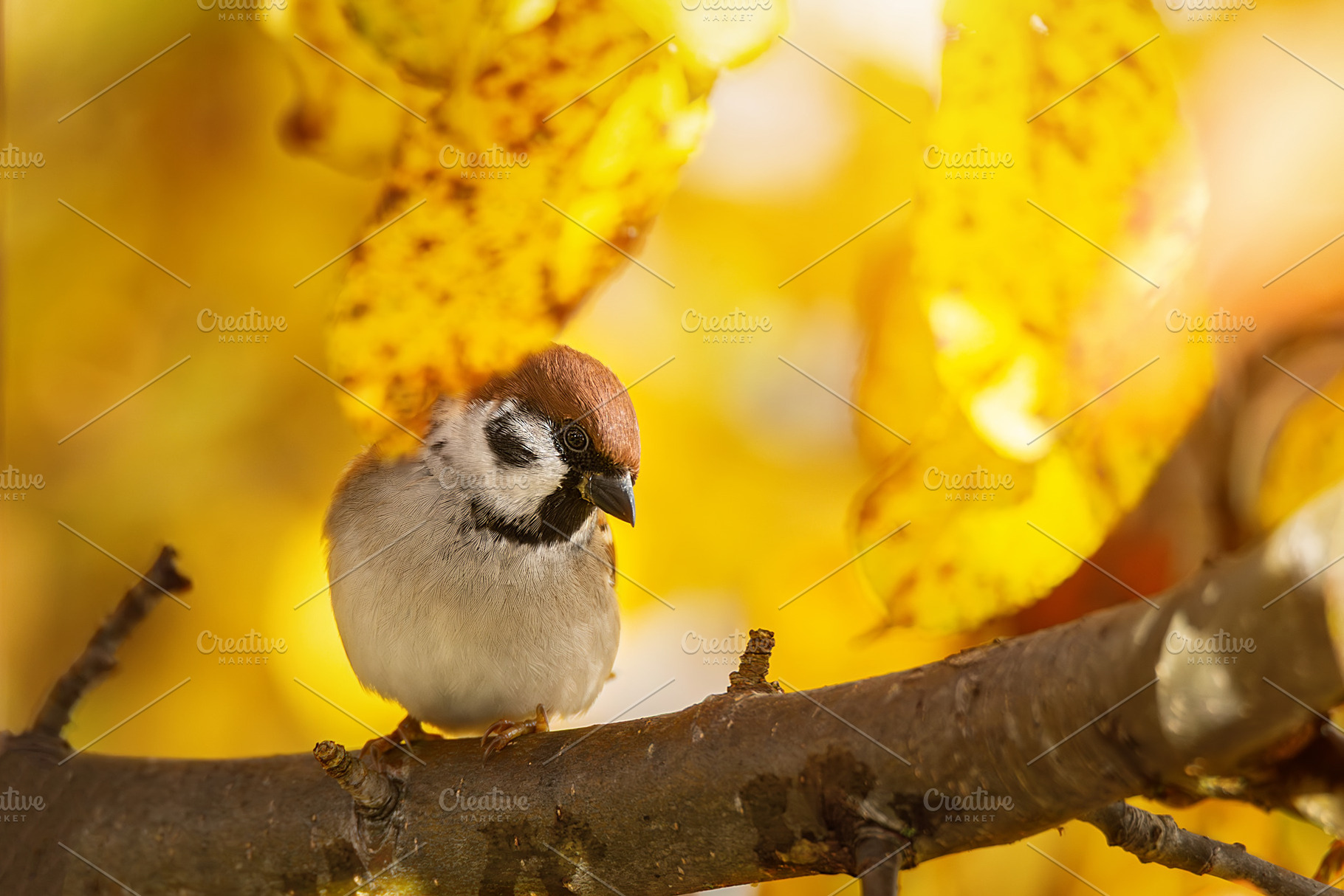 closeup of a House sparrow standing, an Animal Photo by AlexBush
