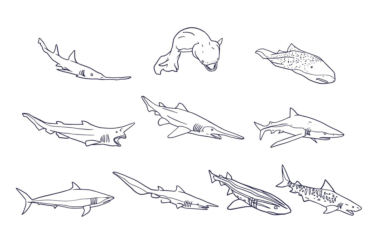 Breeds Shark Handdrawn Vol 2, an Animal Illustration by SLAB! Design (Photo 3 of 3)