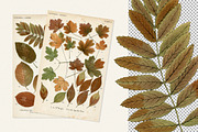 Autumn Leaves Clipart - 59 Images, an Object Illustration by Century Library (Thumbnail 2 of 10)
