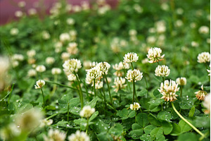Clover blossoms flourish in a lush, a Nature Photo by darksoul72