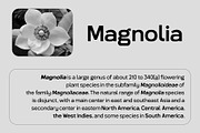 Magnolia Sans Geometric Font Family, a Sans Serif Font by Magnolitype (Thumbnail 6 of 6)