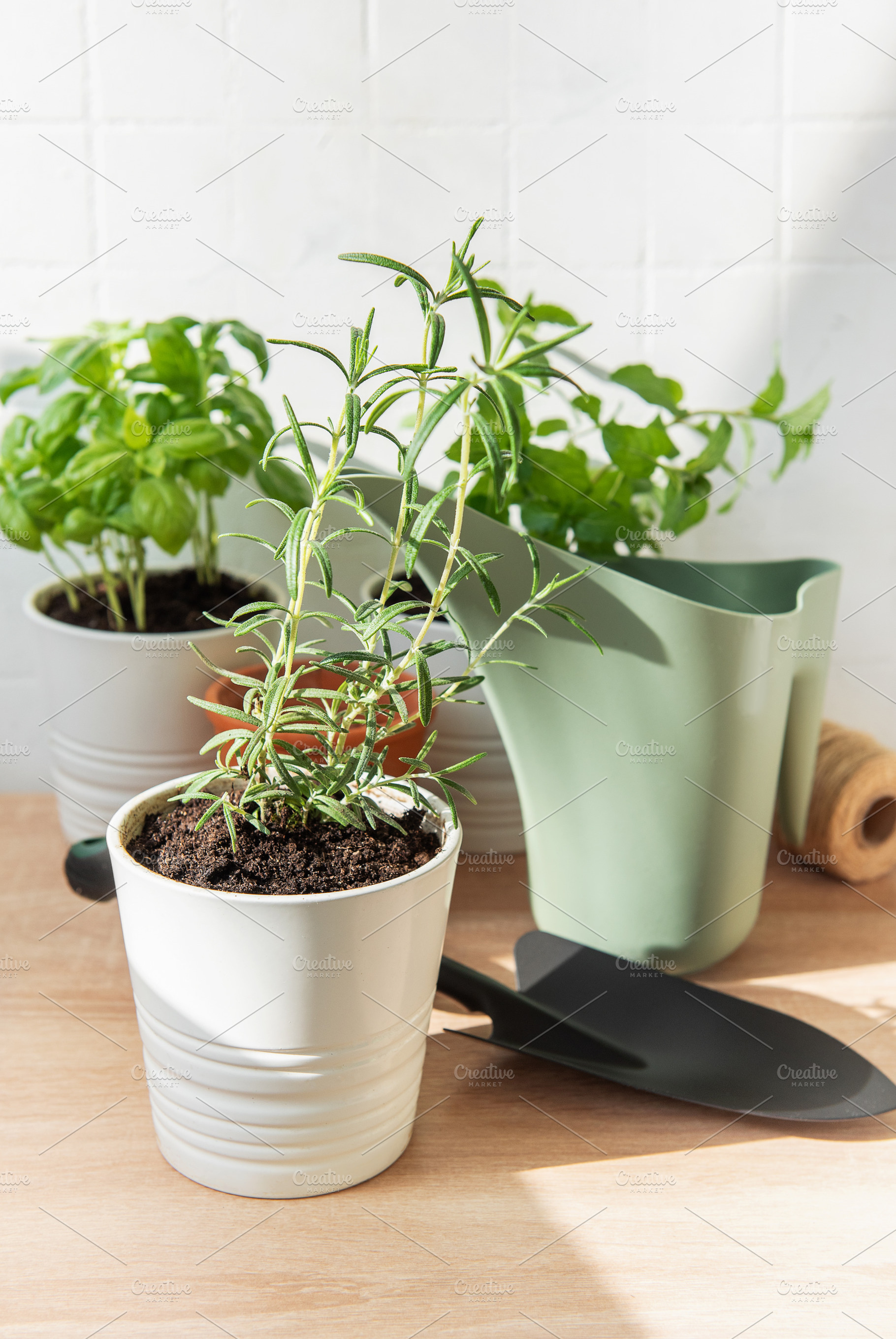 Rosemary, basil and mint plants preparing for indoor gardening, a Nature Photo by Olena Rudo