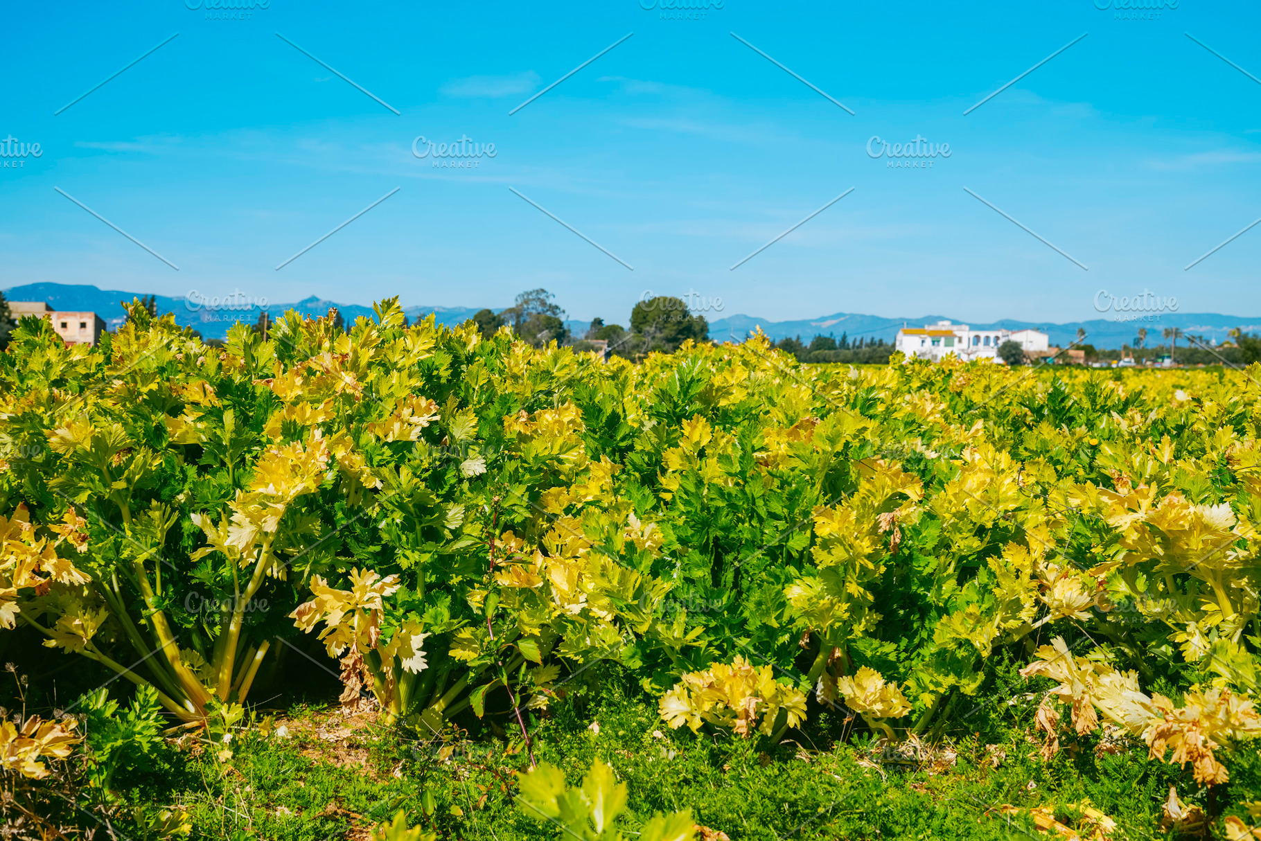 a wide celery plantation under blue sky, a Photo by Nito