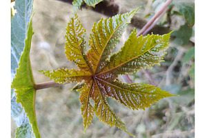castor oil plant new leaves, a Nature Photo by LogosDen