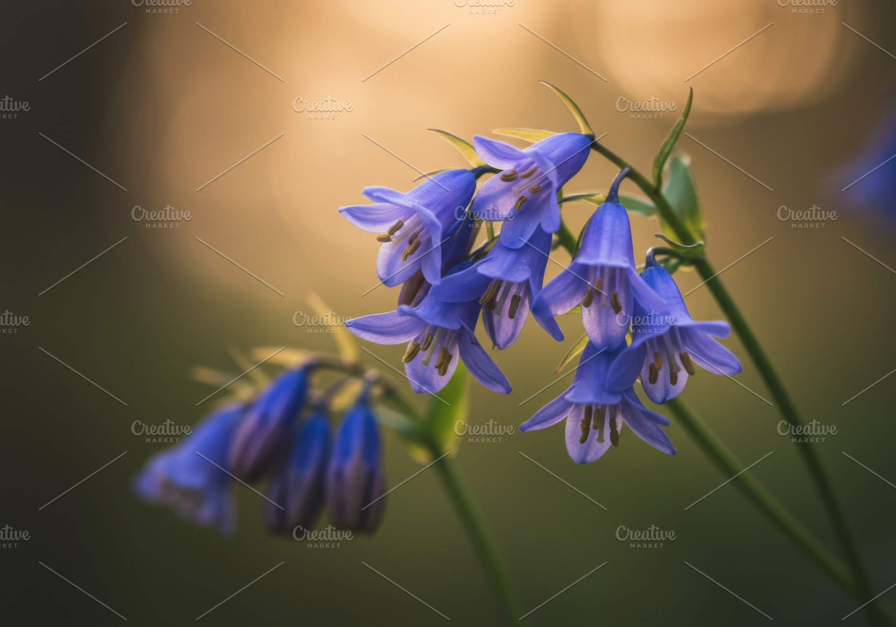 Close-up of blooming bluebells in so, a Nature Photo by professorinc