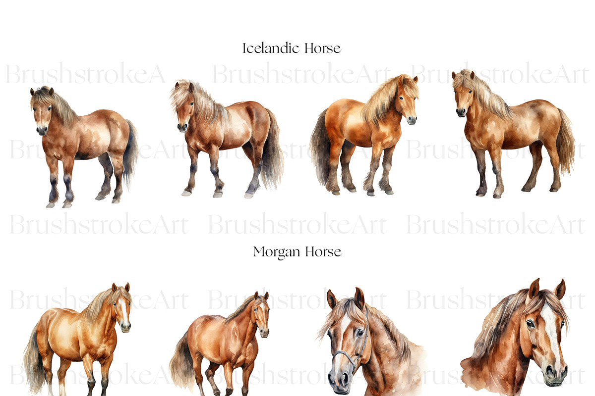 Horse Breeds Clipart, Appaloosa PNG, an Animal Illustration by BrushstrokeArtGB (Photo 2 of 9)