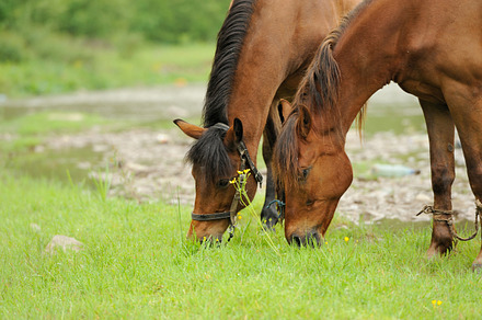 Horse containing bay, beast, and blue, an Animal Photo by Byrdyak