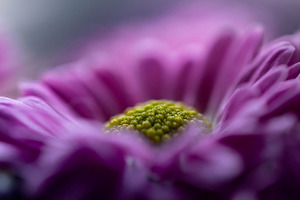 Purple chrysanthemum flower, a Background Photo by Ana Dee Photography
