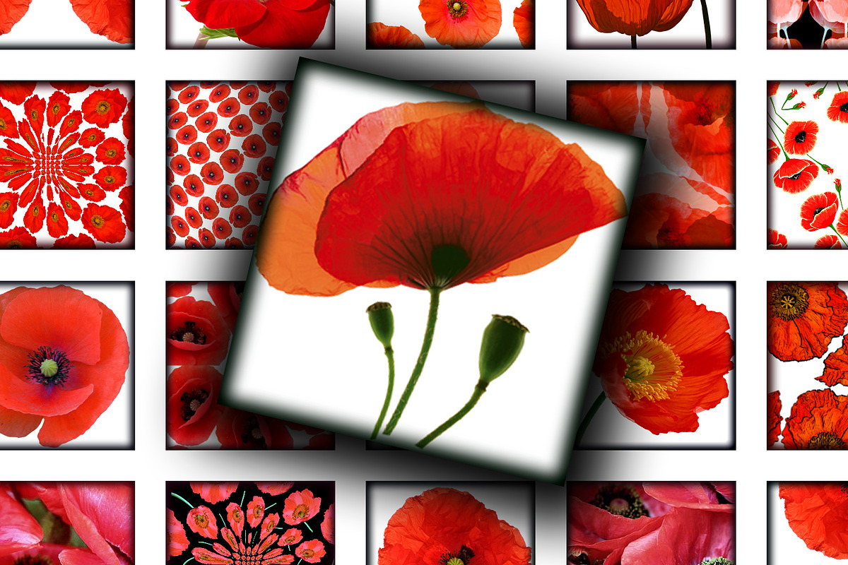 Digital Collage Sheet  Red Poppies, a Print Template by Kseniya-Omega (Photo 3 of 3)