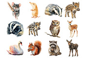 Forest Animals Watercolor Clipart, a Graphic by CitraGraphics (Thumbnail 2 of 4)