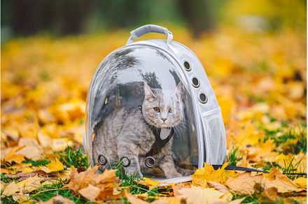 Gray cat in backpack with porthole