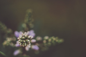 Dainty little purple flowers, a Nature Photo by René Jordaan Photography