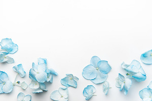 Blue hydrangea petals scattered on white background, a Nature Photo by Olena Rudo