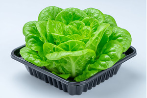 Growing green sprouts in blocks of, a Food & Drink Photo by ZinetroN