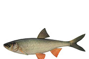 Chub, an Animal 3D Model by AndrewWhite (Thumbnail 12 of 21)