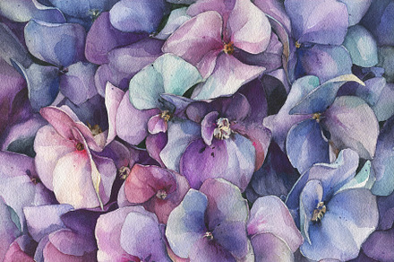 Watercolor violet Hydrangea painting