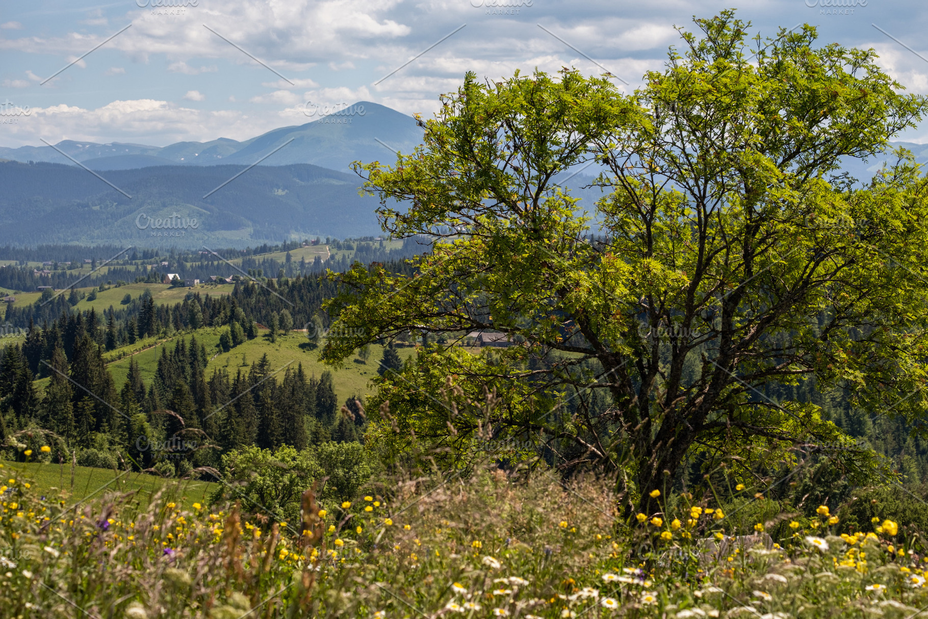 Summer Chornohora massiv mountains scenery view from Sevenei hil, a Nature Photo by YuriyB