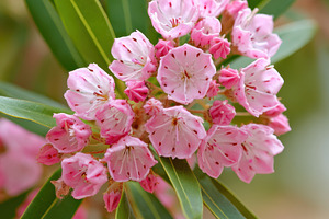 Close-up of pink flowering plant, a Nature Photo by AlyaAnd