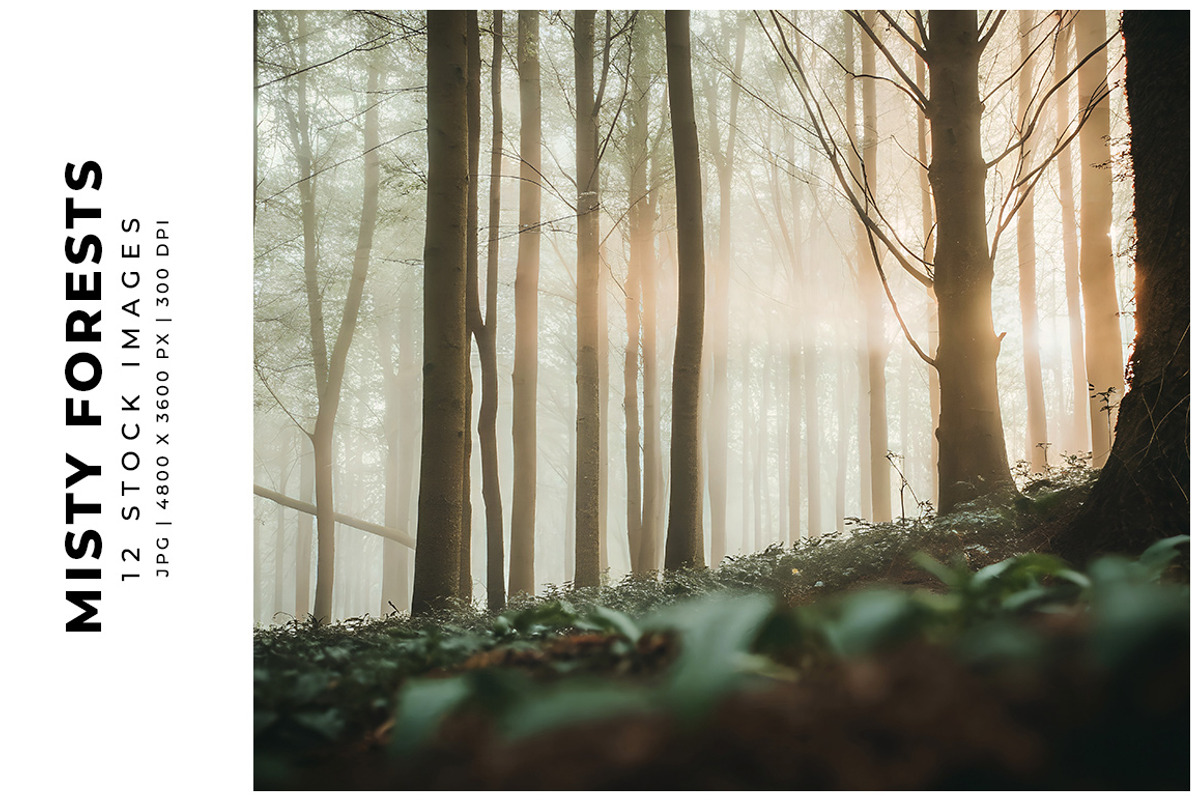 Misty Forests, a Nature Photo by Digital Art Creations (Photo 1 of 5)