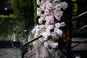 A Garden of Roses | Wedding, Events, a Nature Photo by Farewell (Thumbnail 7 of 41)