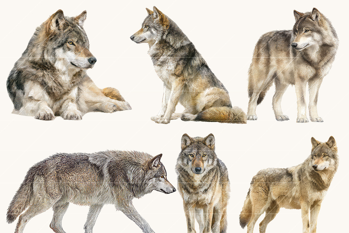 Watercolor Wolf Clipart Set, an Animal Illustration by Design Scotch (Photo 8 of 8)