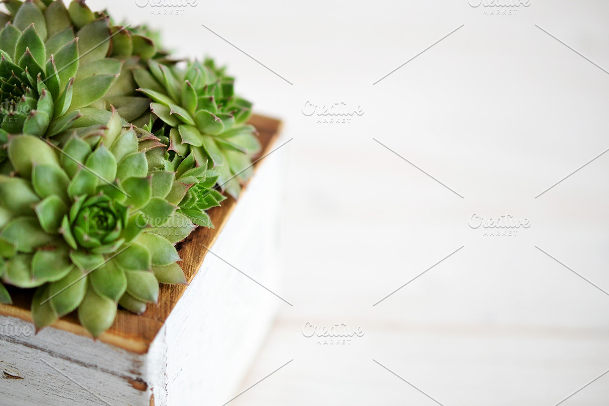 Succulent Planter Stock Photos, an Abstract Photo by Greenleaf Images (Photo 3 of 6)