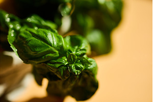 Fresh basil leaves in natural light, a Food & Drink Photo by IlliaBondarPhotography