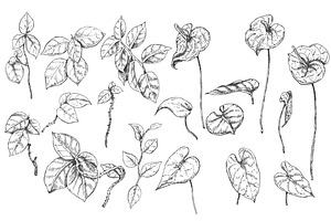 Tropical Plants Sketch