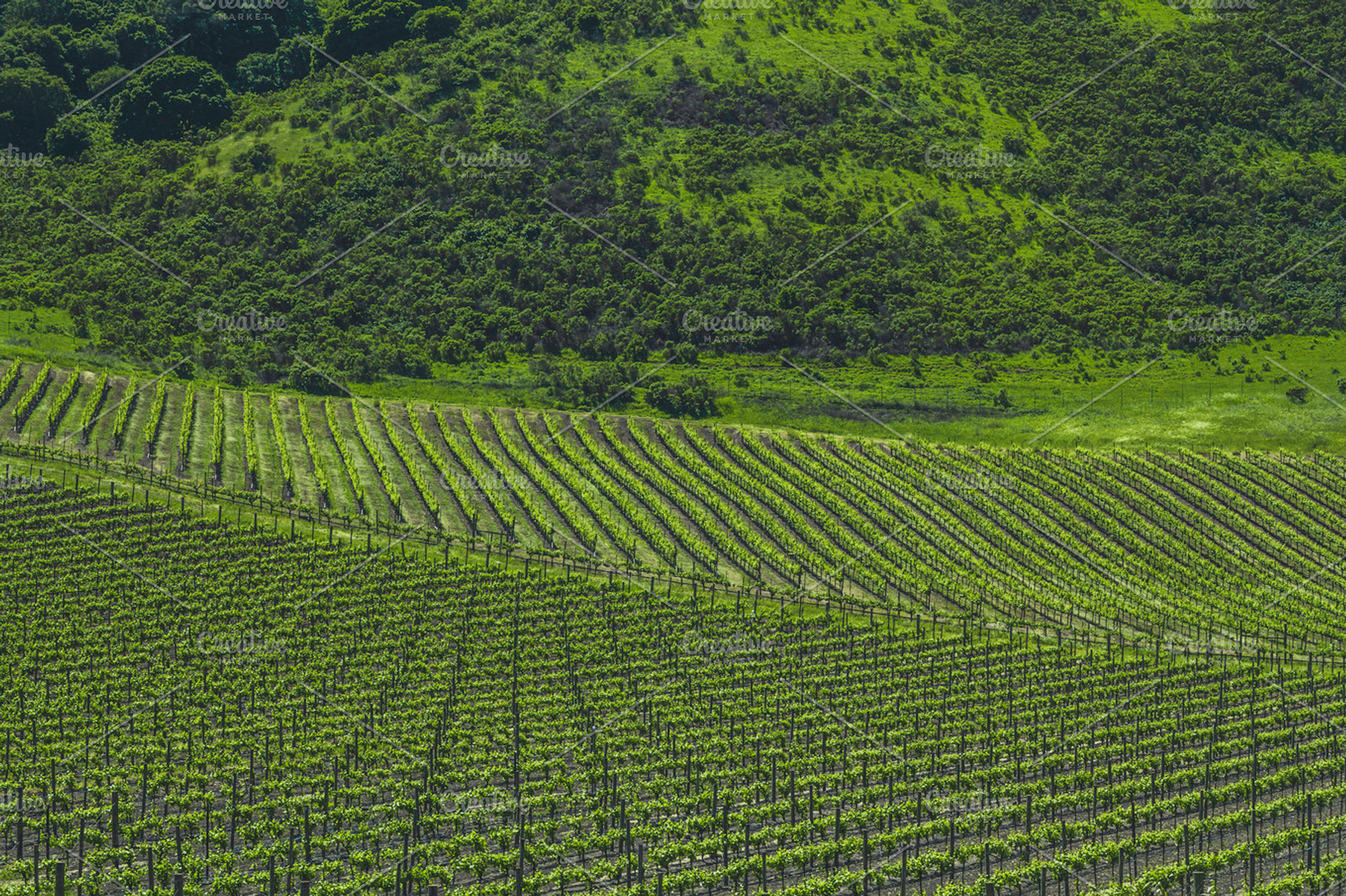 Vineyards Of Napa Valley 1 Containing Vineyards Vine And Vineyard