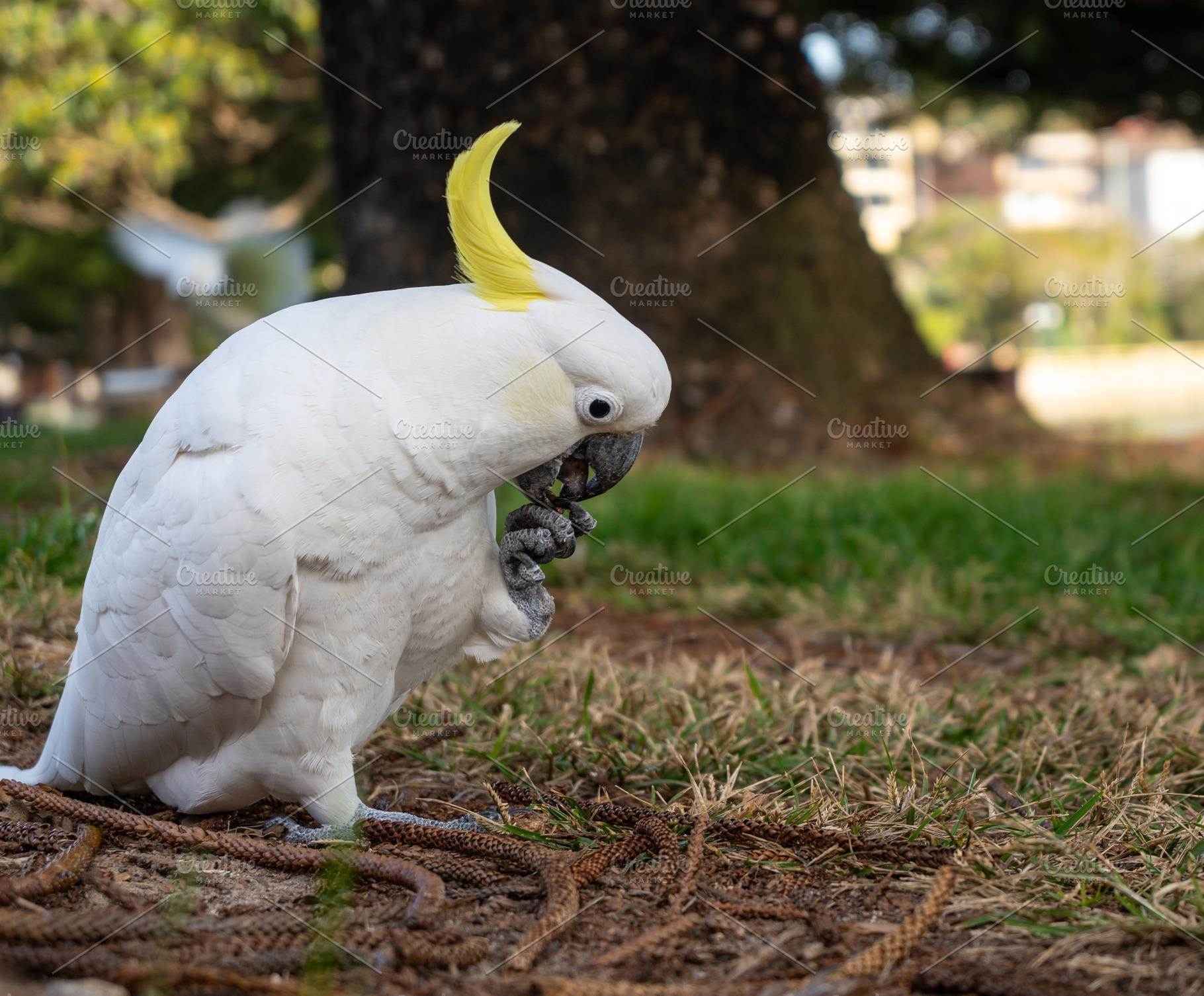 Sulphur-crested cockatoo foraging in a park in Manly, Sydney, Au, an Animal Photo by GoodGoods