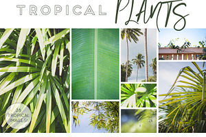 GREEN TROPICAL PLANTS