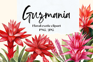 Floral Exotic Clipart Guzmania