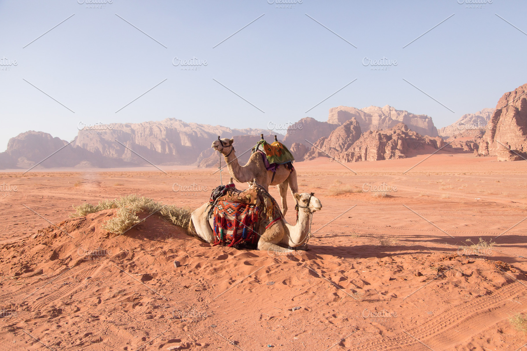 Wadi Rum Camels, an Animal Photo by Kunkel Adventures