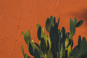 Green Cacti on Orange Background